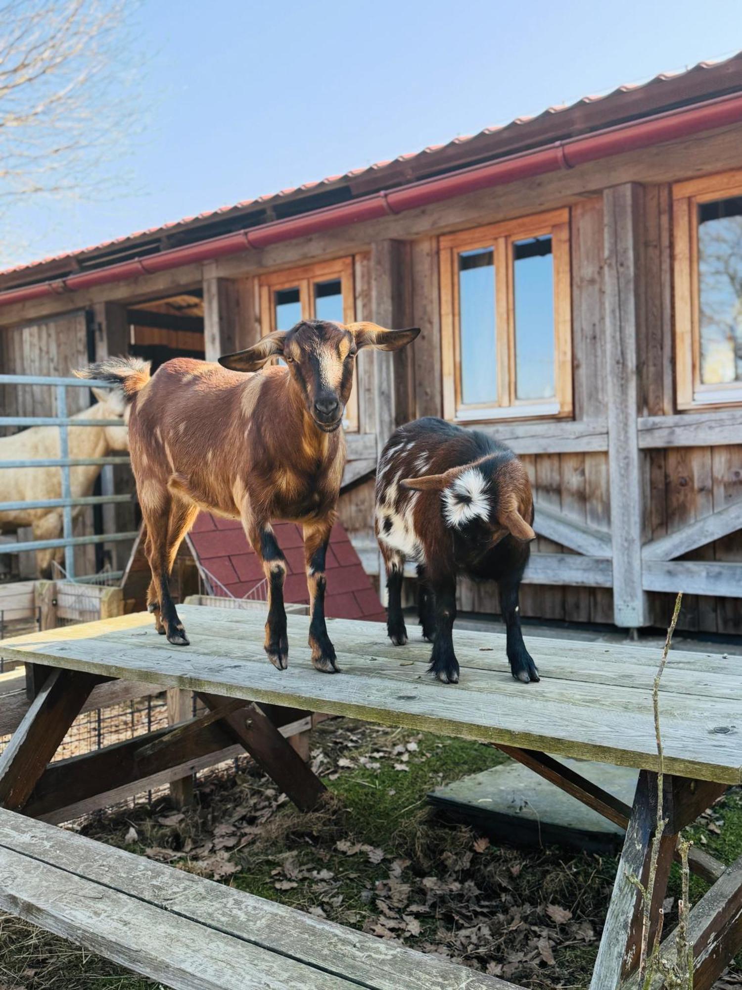 Apartman Na Ranci Pod Lovosem Velemin Exterior foto
